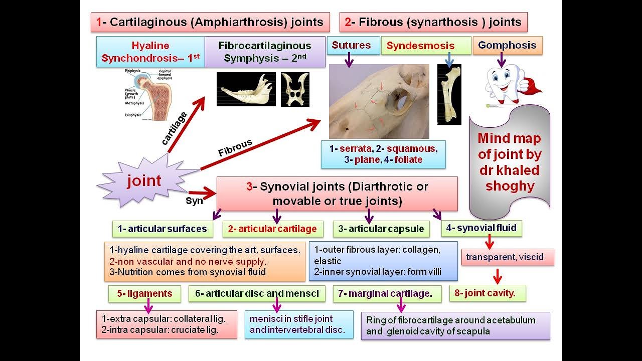 Arthrology by dr. Khaled Shoghy