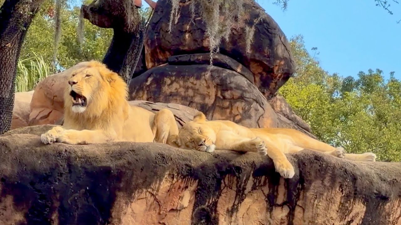 Сафари на Килиманджаро в парке Disney's Animal Kingdom 2026: полный обзор от первого лица в форма...