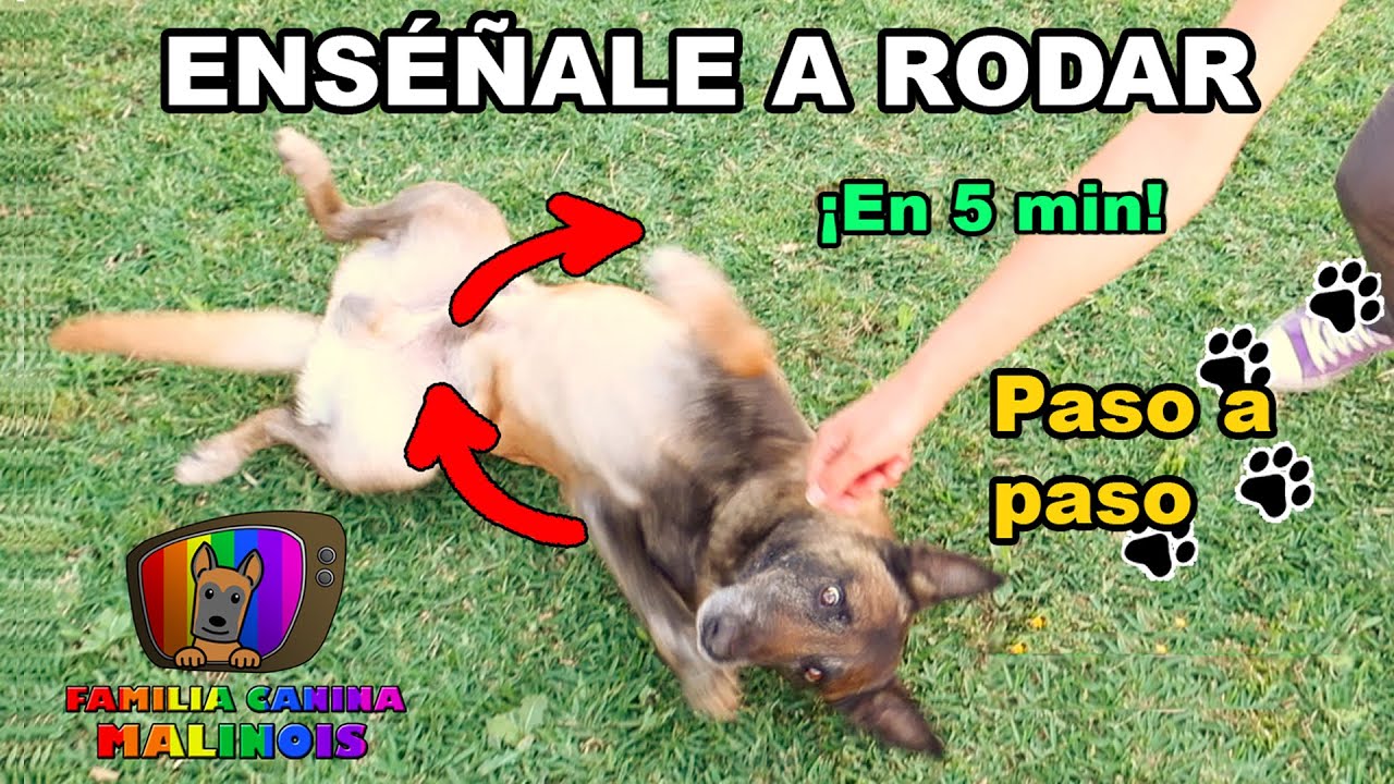 Enseñar a un PERRO a RODAR/GIRAR en el suelo (Paso a paso) | Adiestramiento Canino en Obediencia