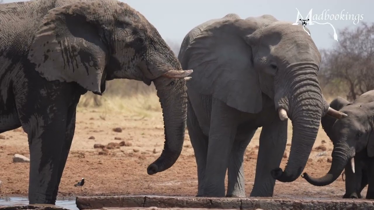 Etosha National Park Waterhole: African Wildlife Gathering
