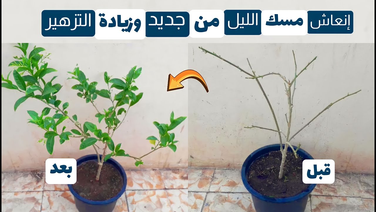 إعادة إنعاش مسك الليل من جديد وزيادة التزهير بخطوات بسيطة