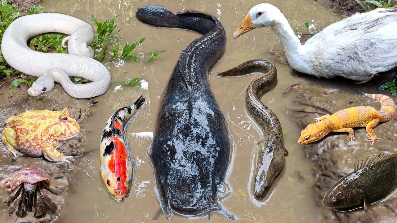 Nice! Menangkap ikan lele besar dalam lubang ada banyak hewan seram seperti buaya,ular&kura kura.