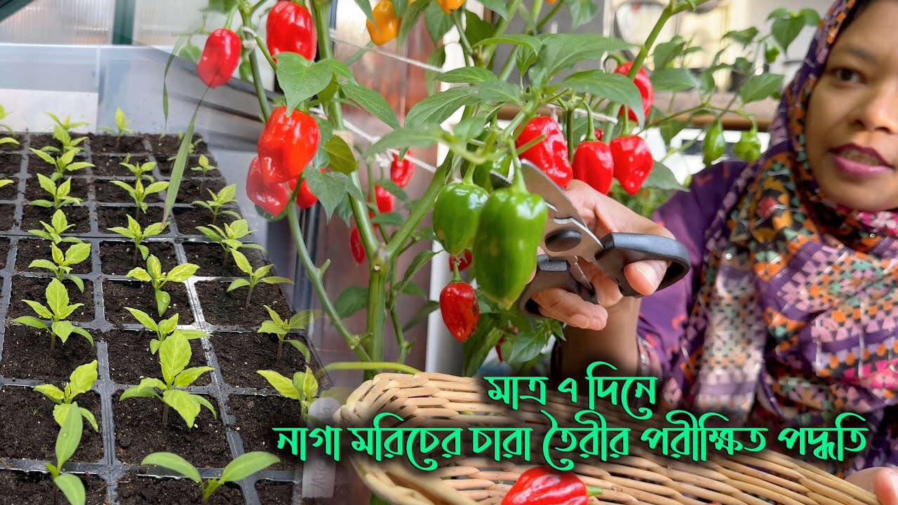 মাত্র ৭ দিনে নাগা মরিচের বীজ থেকে চারা তৈরির অব্যর্থ কৌশল! |  🔥