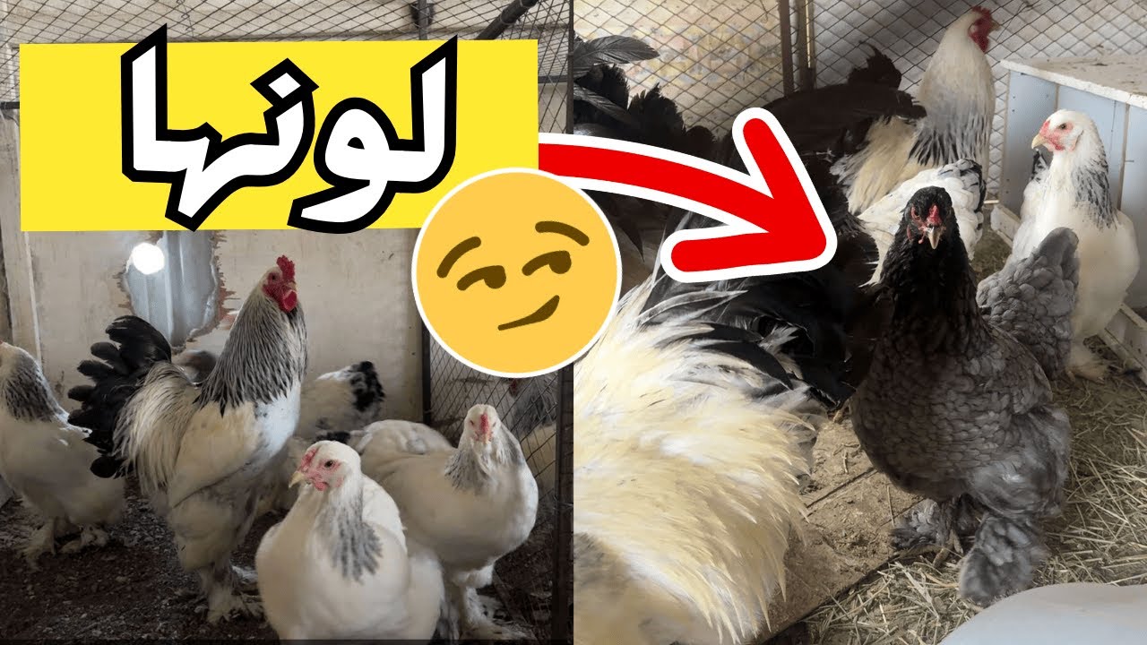 مشروع حمود دجاج براهما (نفسي تراودني عليه😏)