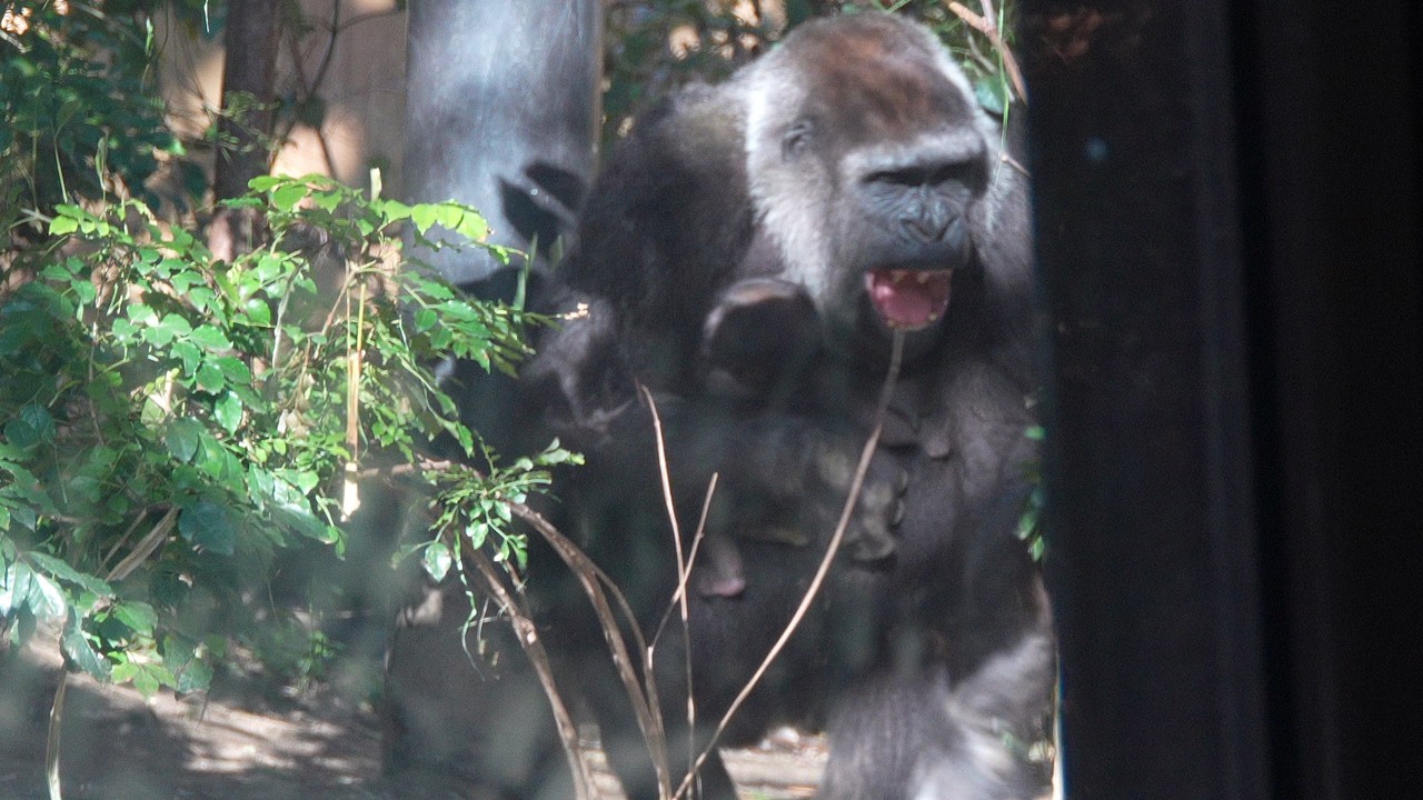 Конец младенчества: Тихий конфликт между Генки и ее растущим сыном Gorillas family / ape