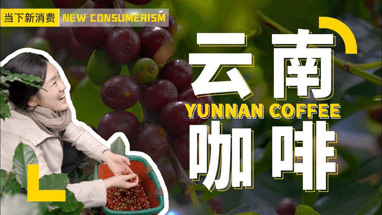 势头正旺的云南咖啡，生意可能没有你想象的那么好做丨当下频道DXChannel丨当下新消费 NEW CONSUMERISM
