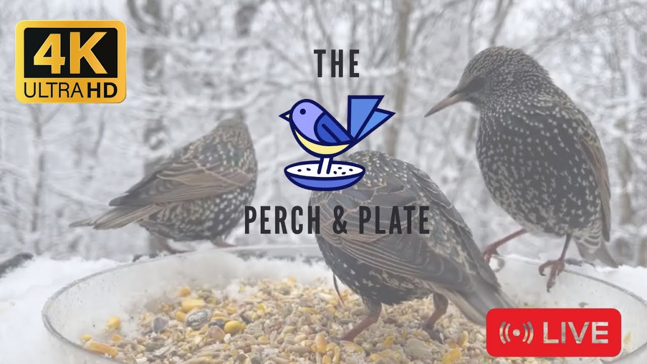 LIVE : Snowy Sunday Afternoon Feeder action ❄️🐦