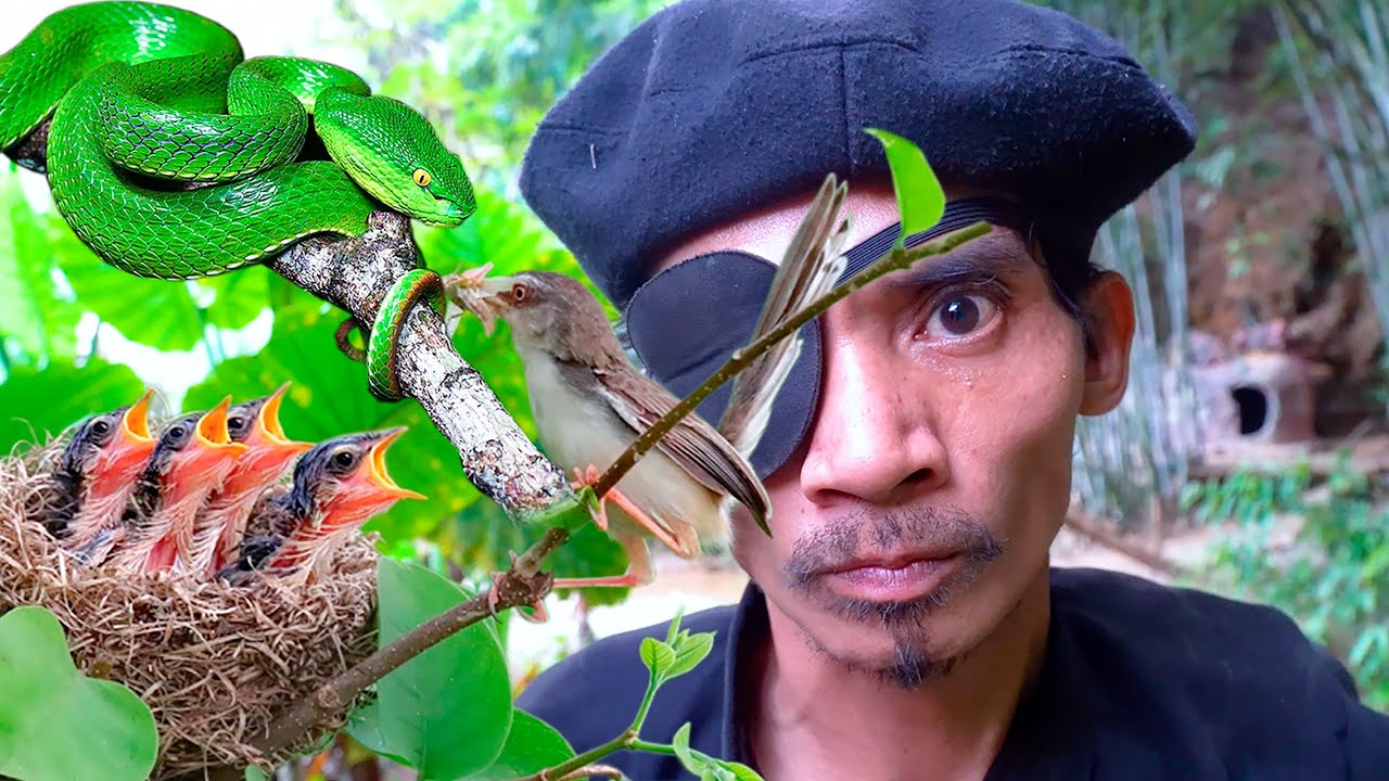 Full Video: Rescue Baby Bird, Trapped Horse | Catch and Eat Snake, Stink Bug, Wild Bee Nest, Snail
