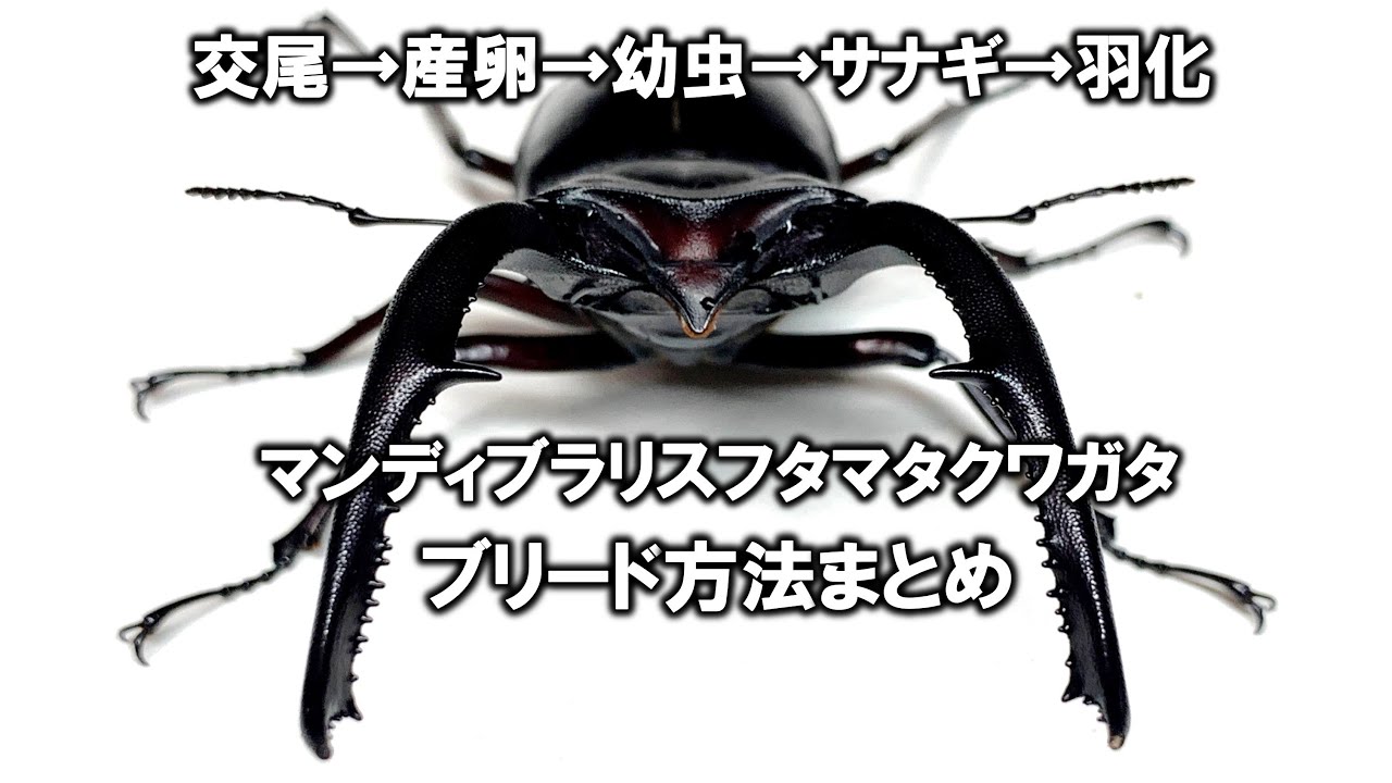 マンディブラリスフタマタクワガタの繁殖方法まとめ（くろねこチャンネル）