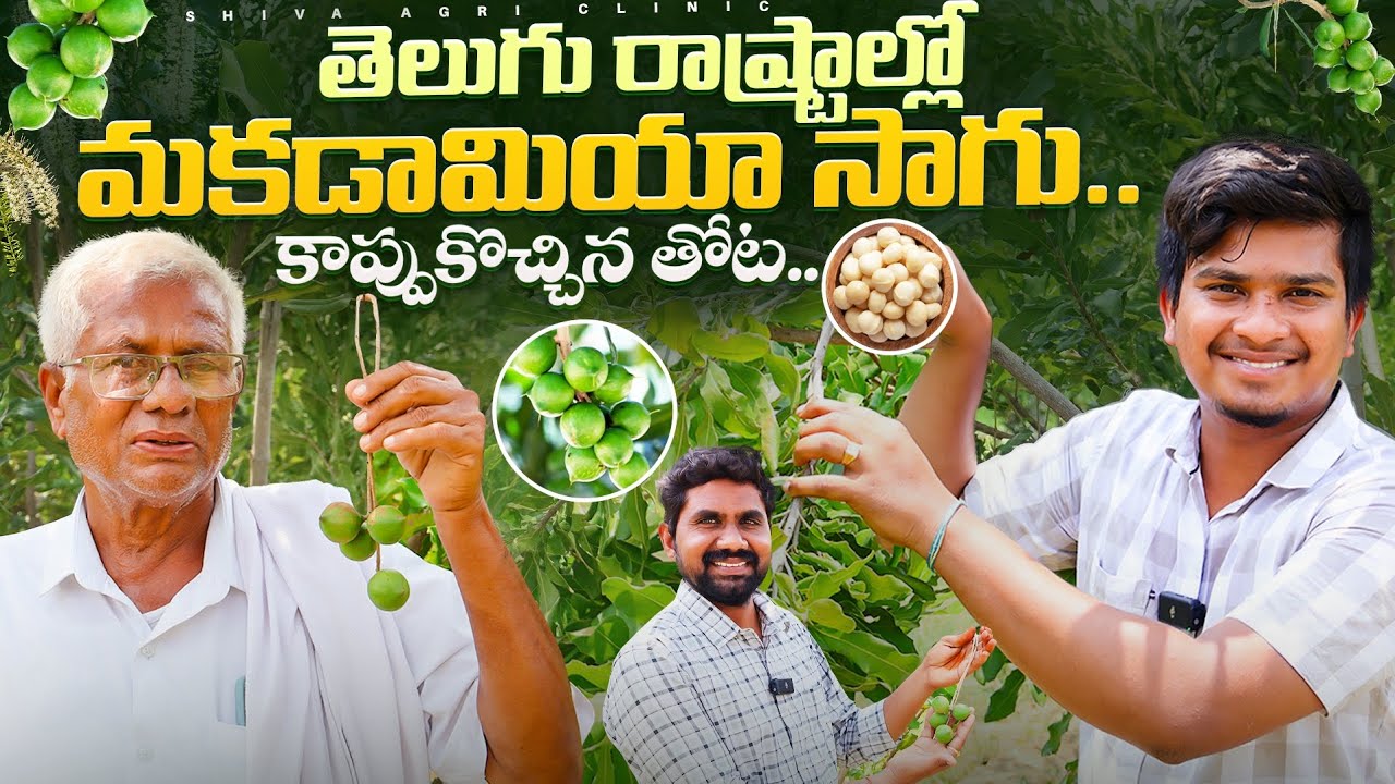 Macadamia Nut Farming In Telugu | తెలుగు రాష్ట్రాల్లో మకడామియా సాగు | Shiva Agri Clinic