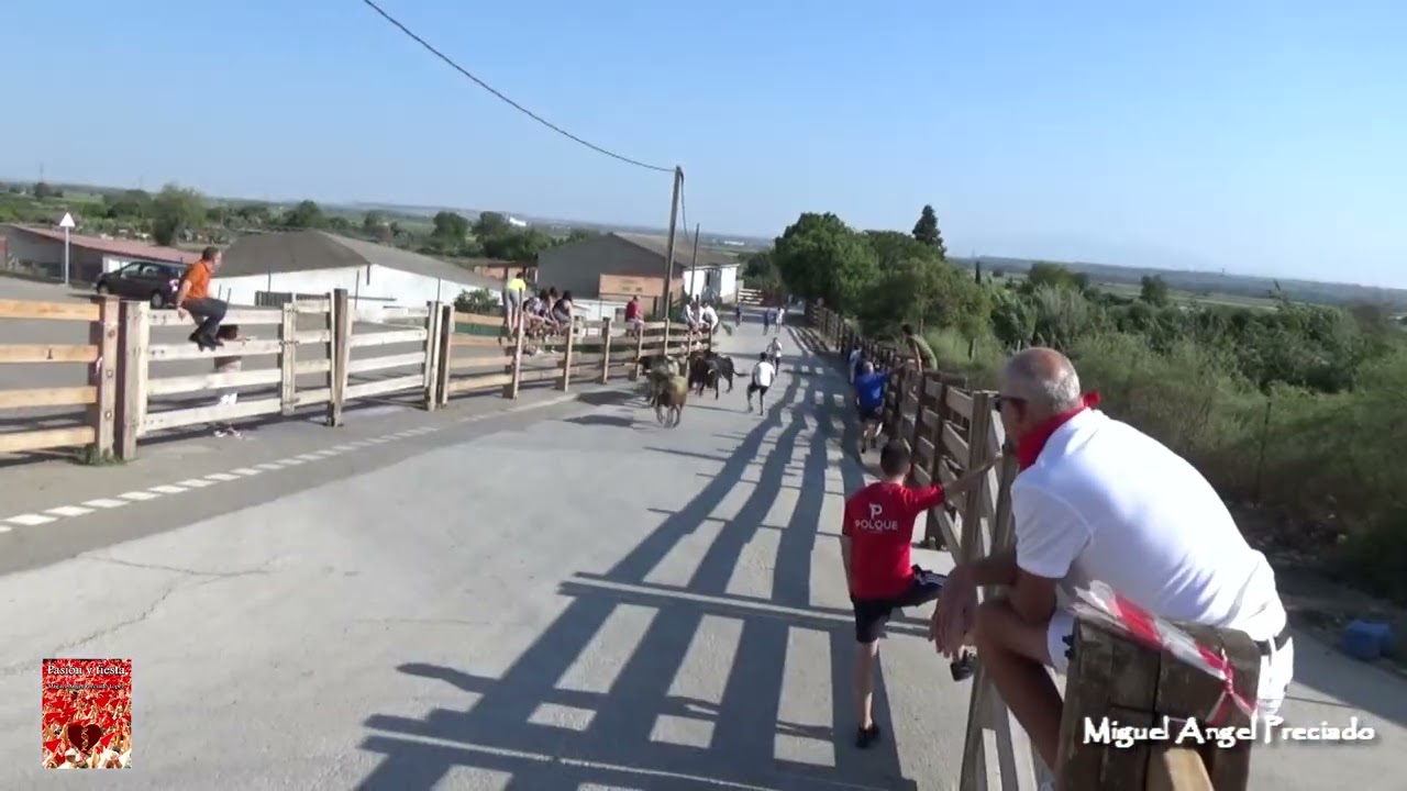 Encierro desde campo de Cadreita con vacas Oscar Bretos Fern&aacute;ndez. jueves 20 julio 2023