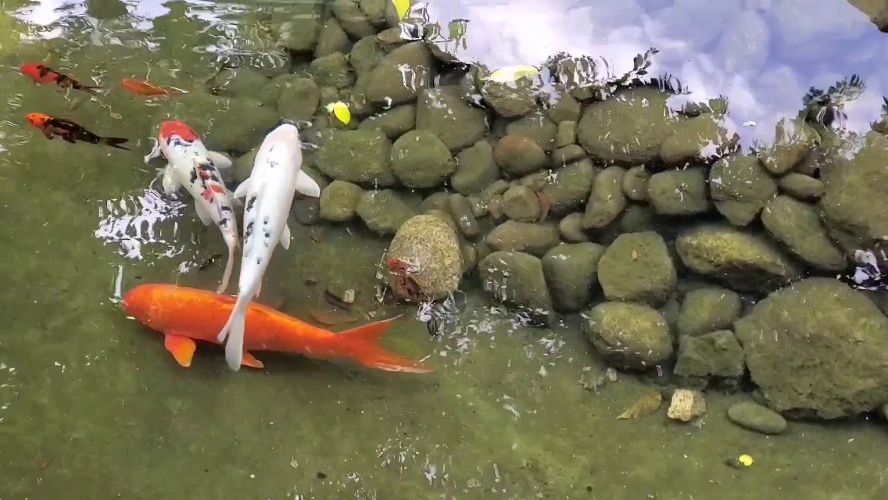RELAJACION PEZ KOI 🐟