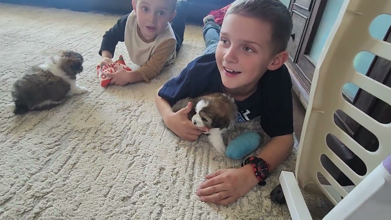 Seasons Litter of Teddy Bear puppies - Elle & Olaf