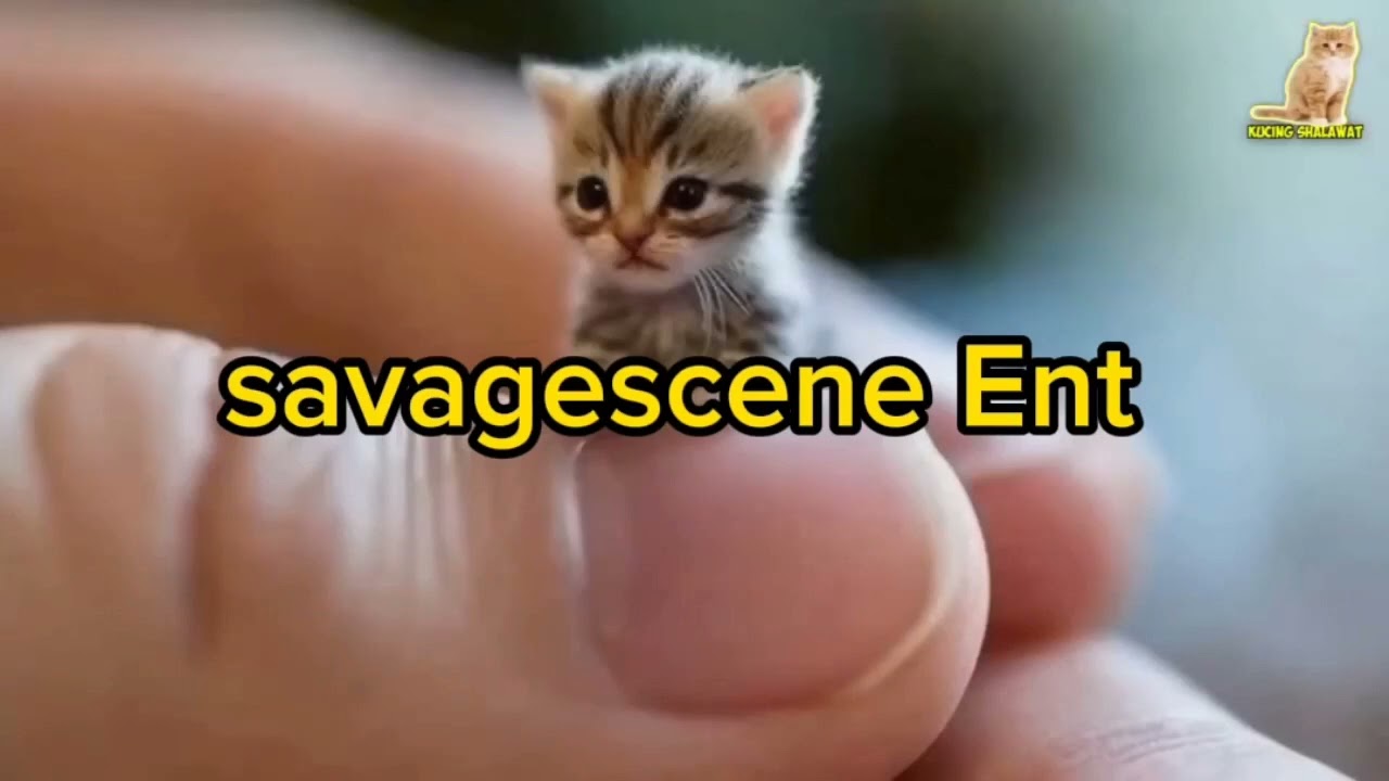 funny small cat singing very beautiful song #youtubeshorts #comedy #funny #trending #2024 #viral