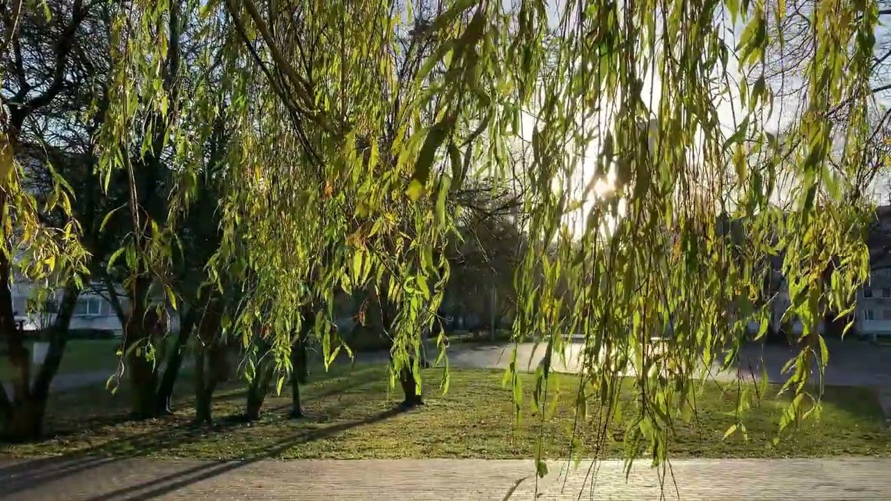 تلاوة تحبيرية من سورة البقرة - عبدالمجيد المحيسن
