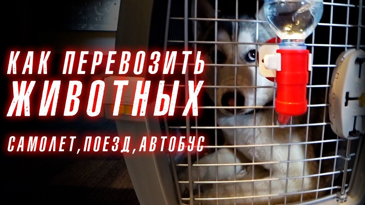 Как перевозить животных на поезде, автобусе или самолете. Переезд с собакой и передержка