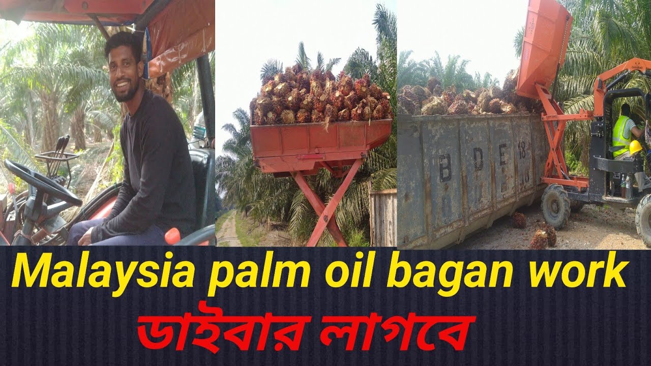 মালয়েশিয়া পাম বাগান ডাইবার লাগবে কি না new video Malaysia palm oil bagan