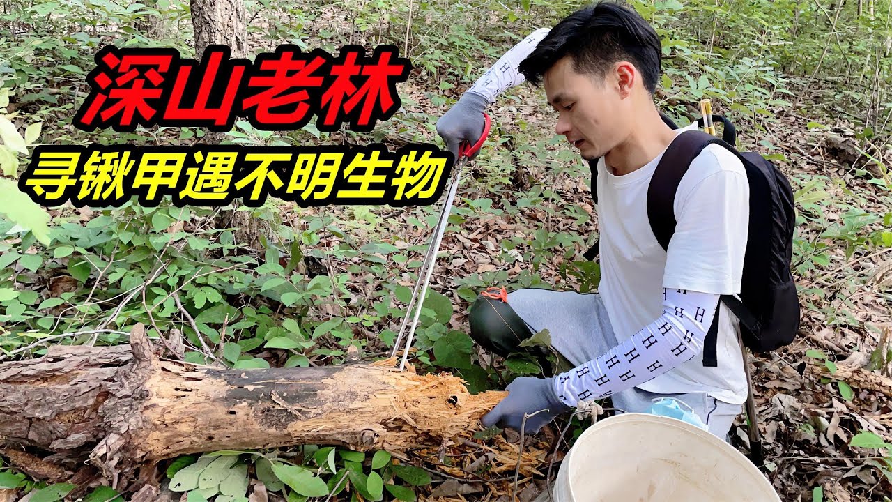 一行四人進入深山，尋找長有大鉗子的鍬甲，結果遇到不明生物 #爬蟲 #寵物 #昆蟲