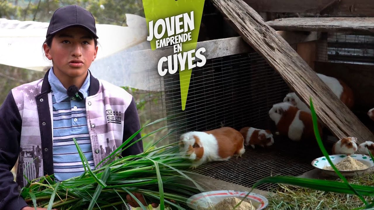 Joven emprendió en la Crianza de cuyes