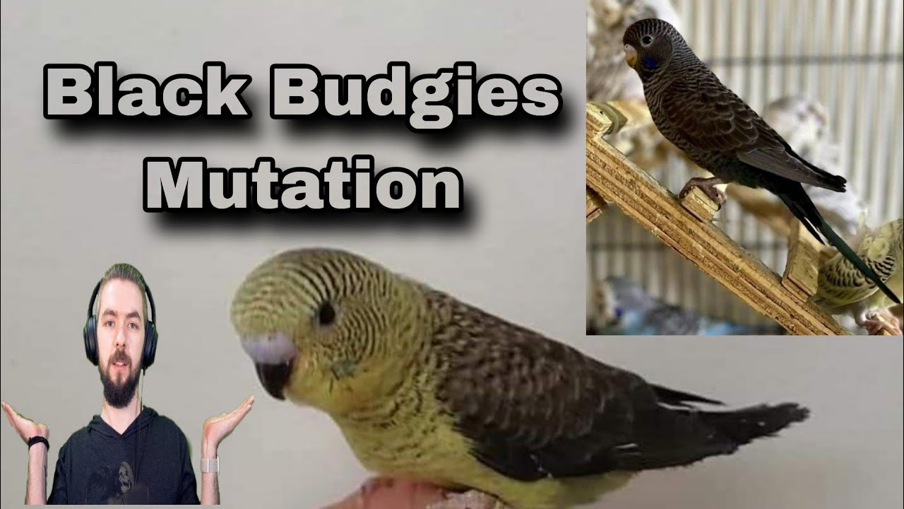 Black wing and black face budgies parrot | black budgies mutation | black budgies price in Pakistan