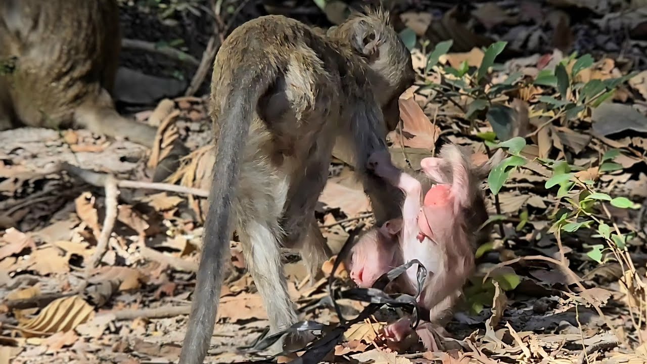 The little monkey tried to steal the baby monkey.