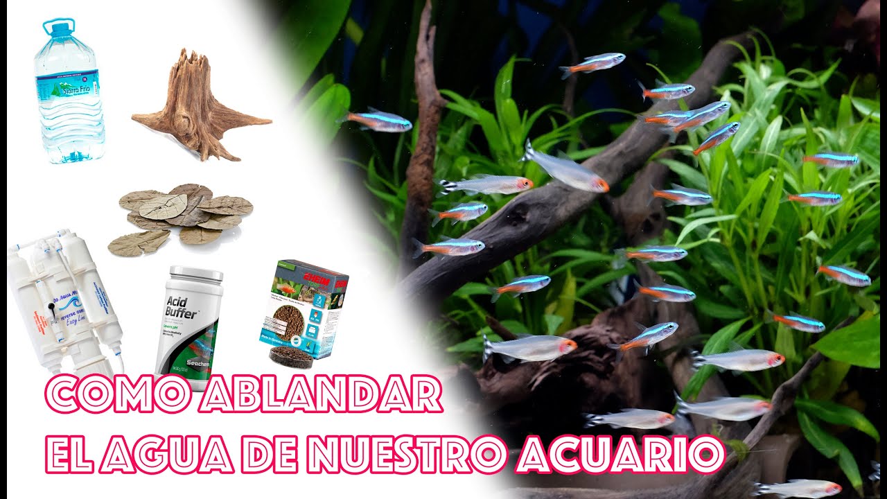 Como ablandar el agua 💦  del acuario 🐟