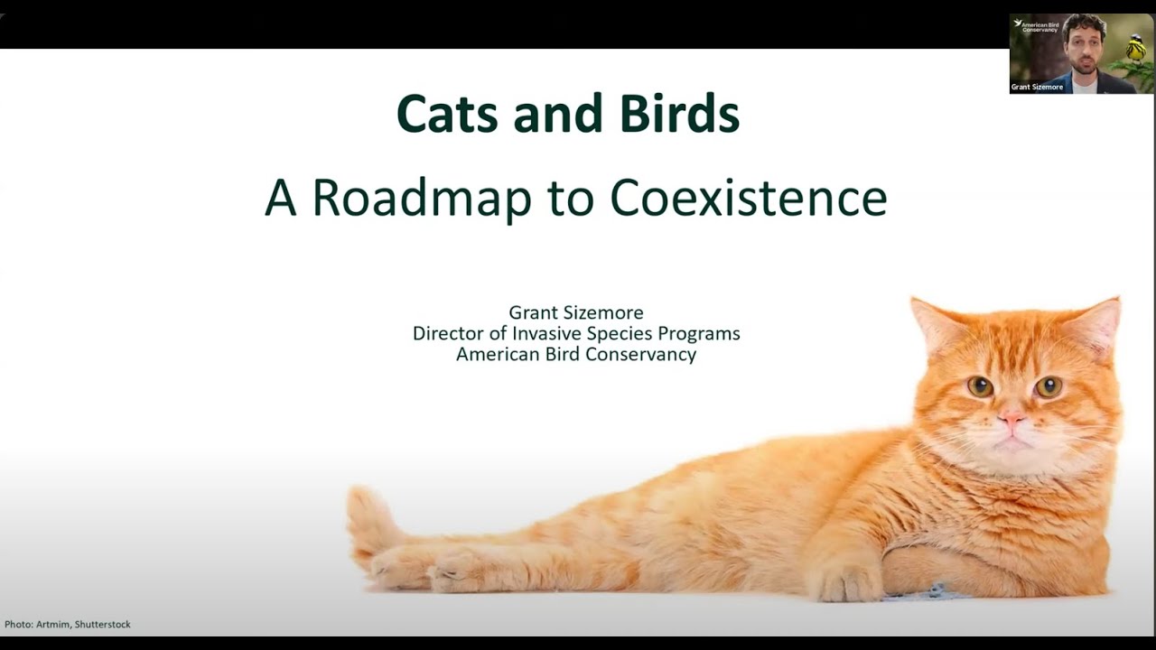 Birds and Cats: A Roadmap to Coexistence