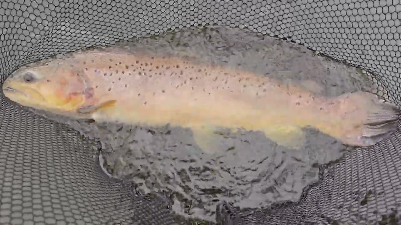 IAN 12.7LB Nomad. 