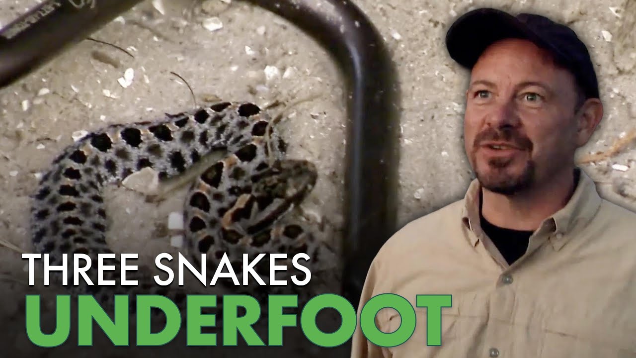 Hunting Floridas Deadliest Pygmy Rattlesnakes | Python Hunters