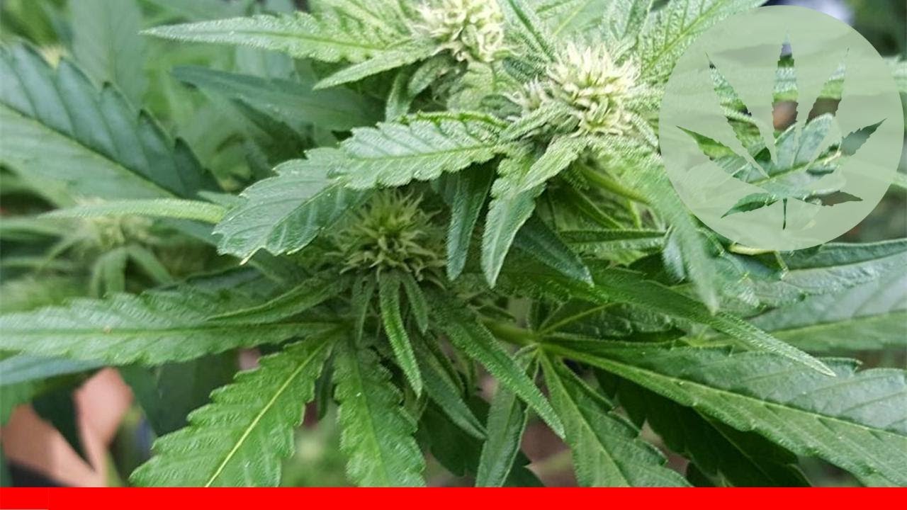 Nepalese - All About This Strain