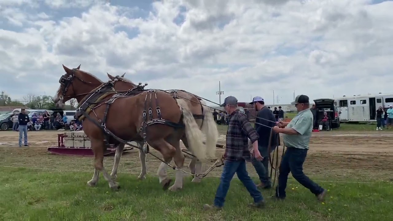 maple festival horse pulls 2024