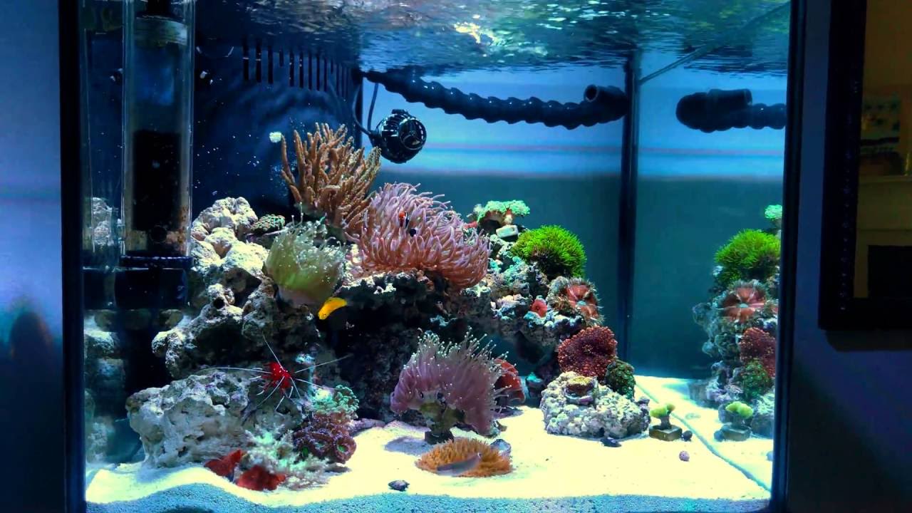 Deep Blue Professional Reef Tank 28g 4K