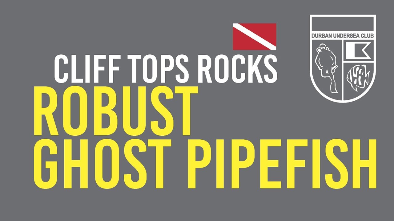 Robust Ghost Pipefish