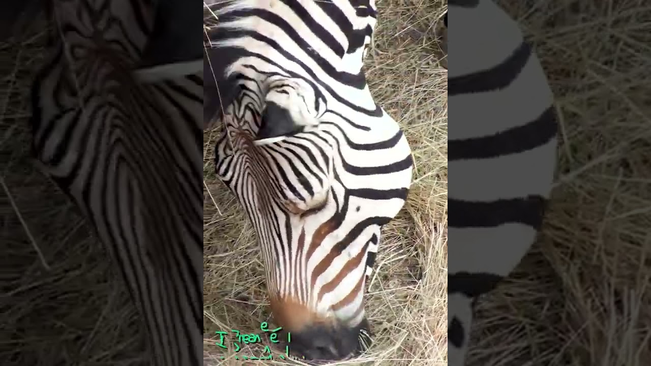 Zebra Bojnice Zoo #shorts