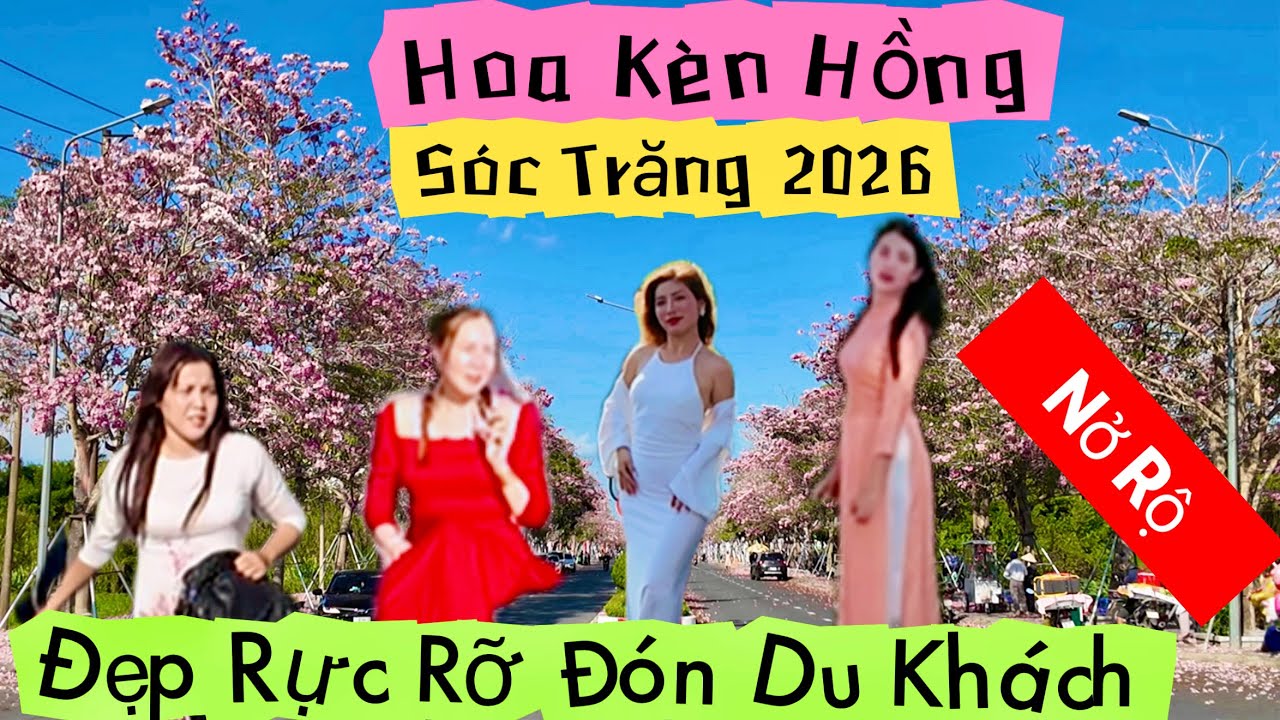 Hoa Kèn Hồng Sóc Trăng 2026 Đang Nở Đẹp Rực Rỡ Chào Đón Du Khách Gần Xa | Khương Nhựt Minh