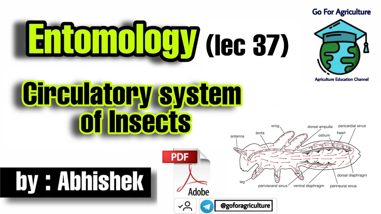 Circulatory System of Insects (Lec 37) • Go For Agriculture #circulatorysystem #icar #bhu #ibps