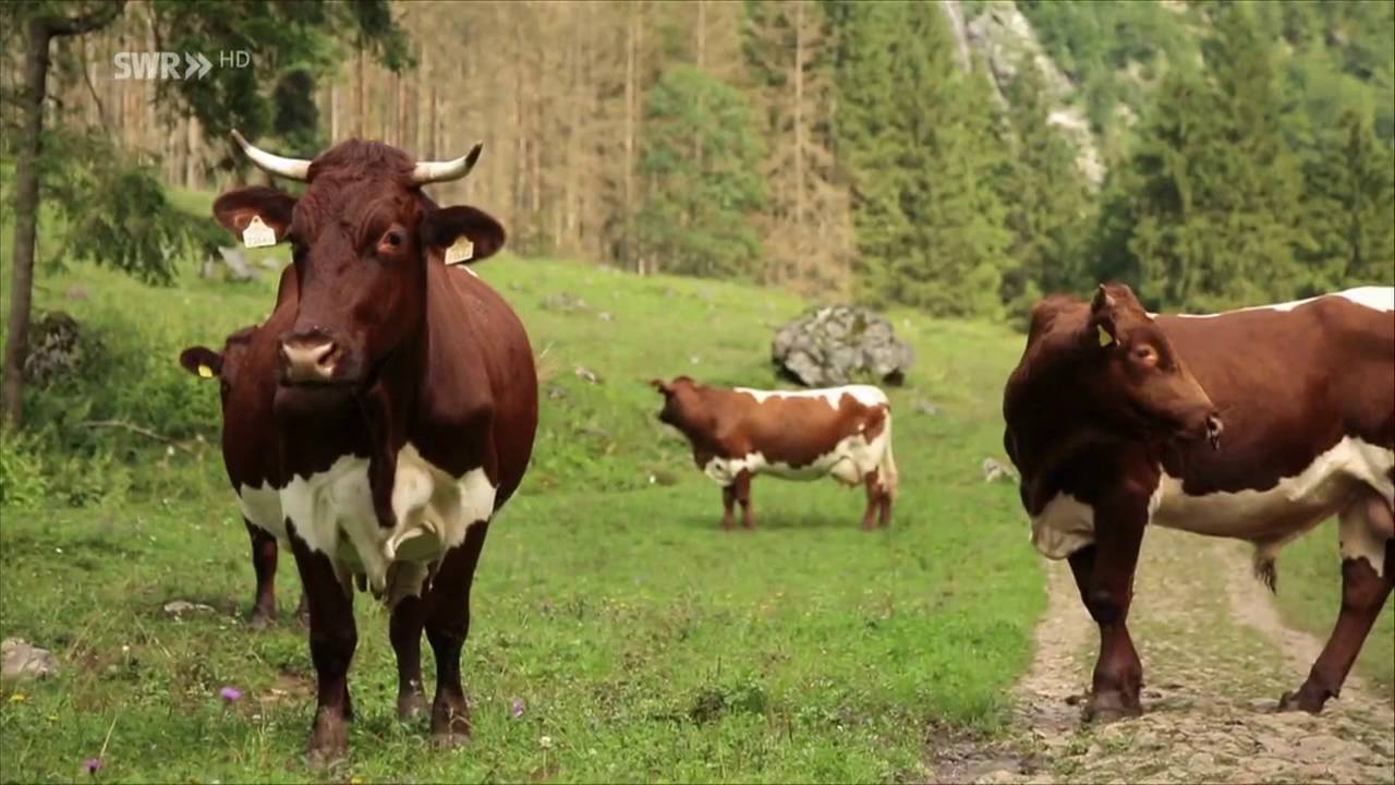 Christina s Alm Traum - Eine Eifelb&auml;uerin am K&ouml;nigssee (DOKU 2016 HD)