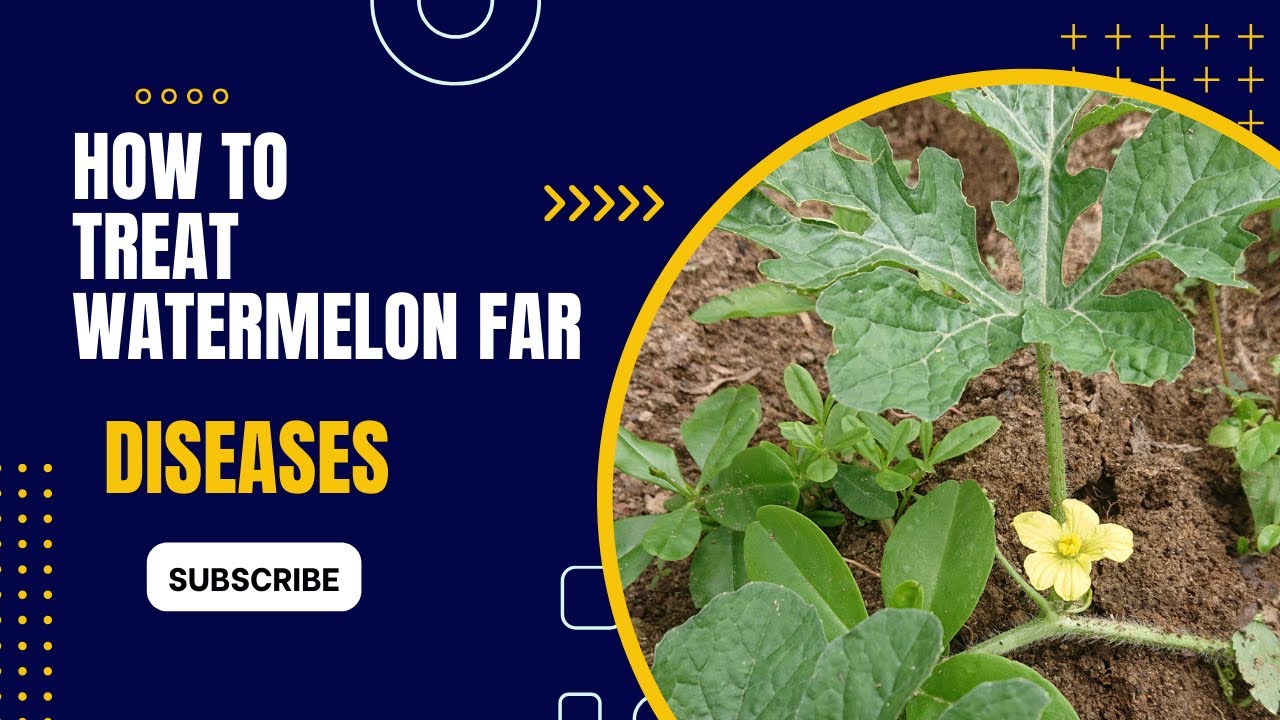 How to Treat 7 Deadly Watermelon Diseases