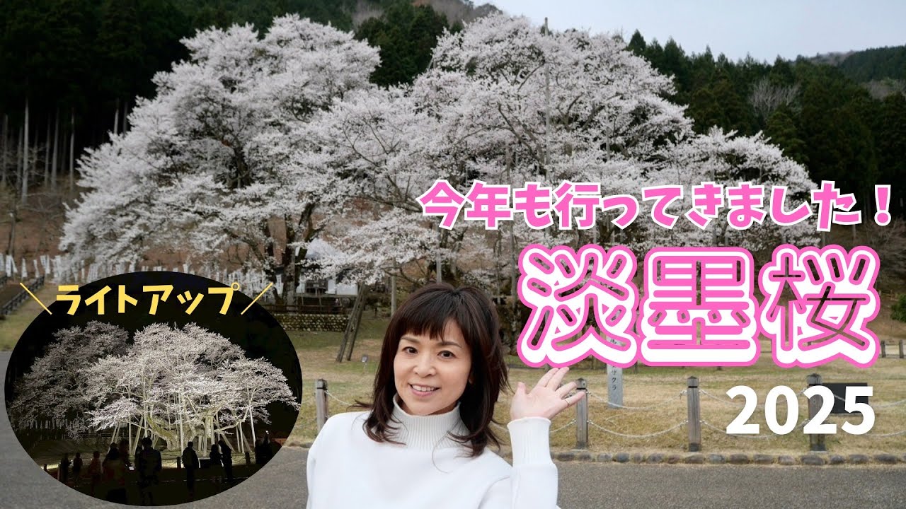 今年も行ってきました！淡墨桜２０２５