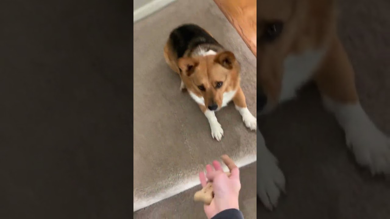 Georgie gets a treat #corgi #treat #puppy #fyp #viralvideo #lifelessons