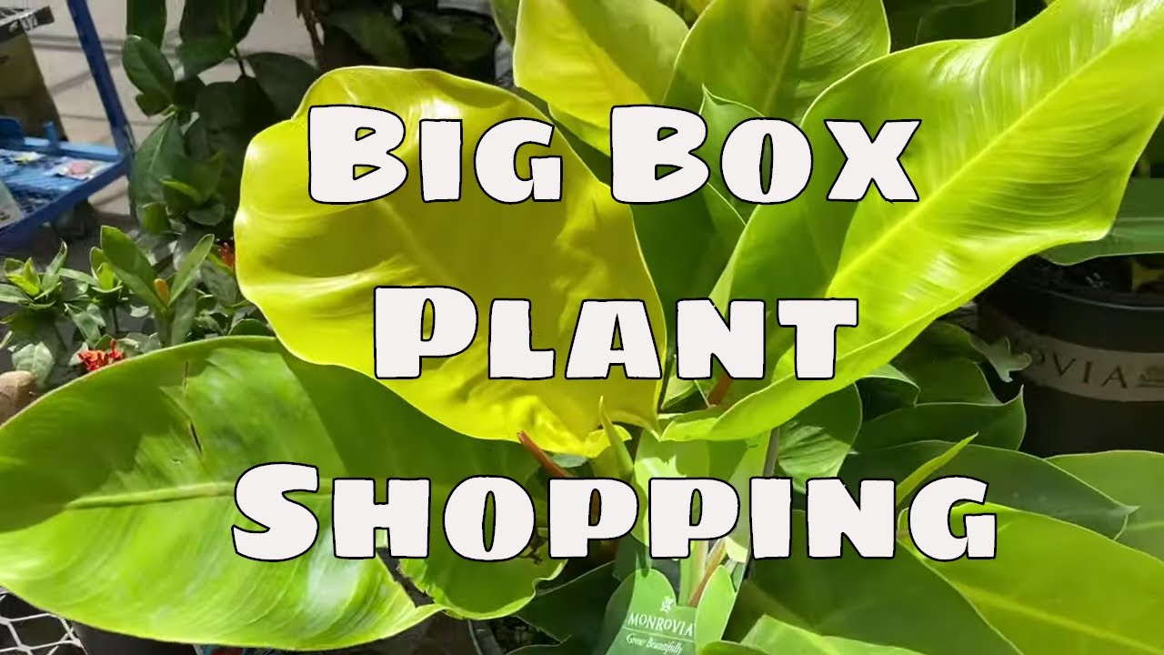 Lowe&rsquo;s Plant Shopping Big Box House Plants Tropical Garden Trending Tropicals Florida Nursery Tour