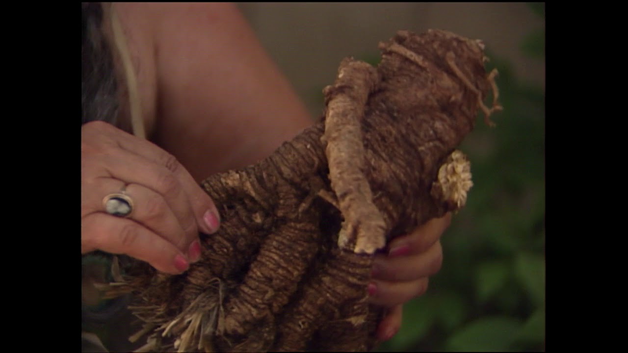K&Aacute;RUK PLANT MEDICINE, ICHNICH - Sara Barney, K&aacute;ruk basketmaker (1989)