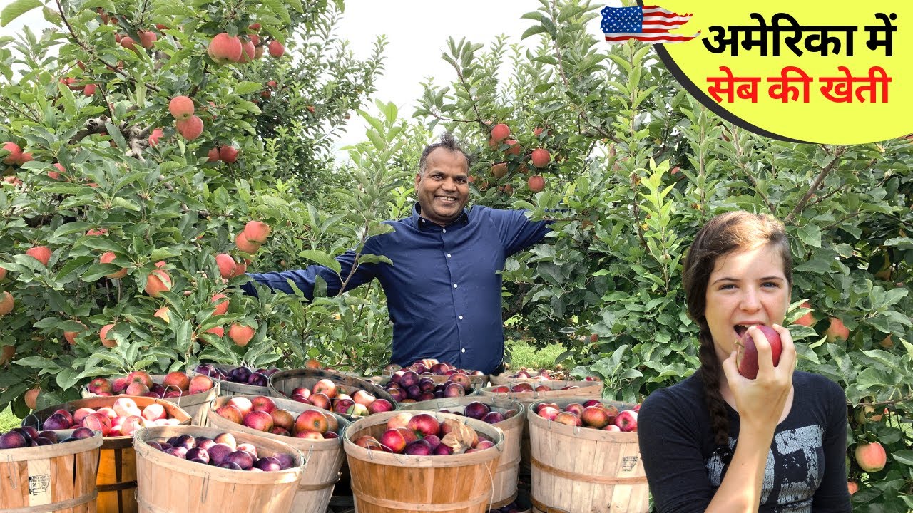 सेब का बग़ीचा का मनोरम दृश्य Apple Orchard field Trip जितना मर्ज़ी खाओ Apple picking USA- Apple farm
