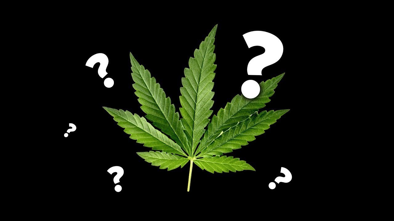 Dr. K Talks Weed