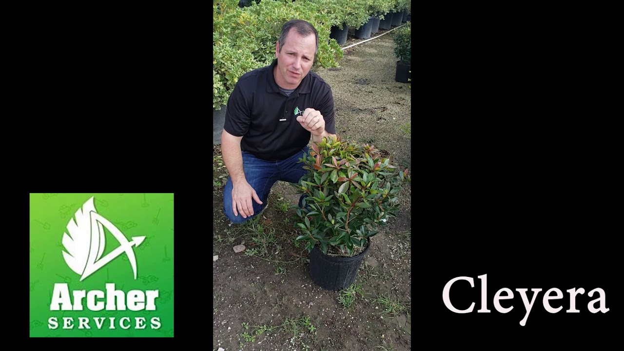 Cleyera - Archer Services
