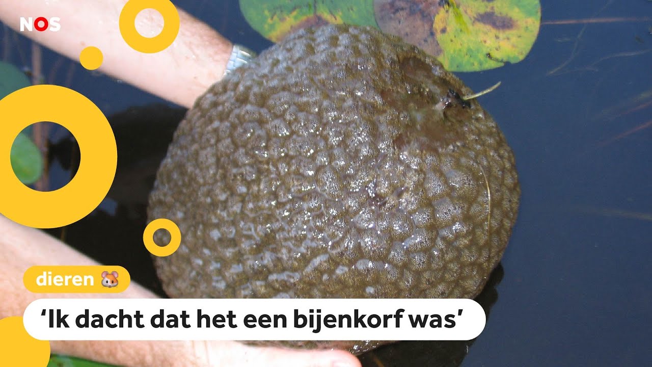 Huh? Wat voor dier is deze gekke klodder?