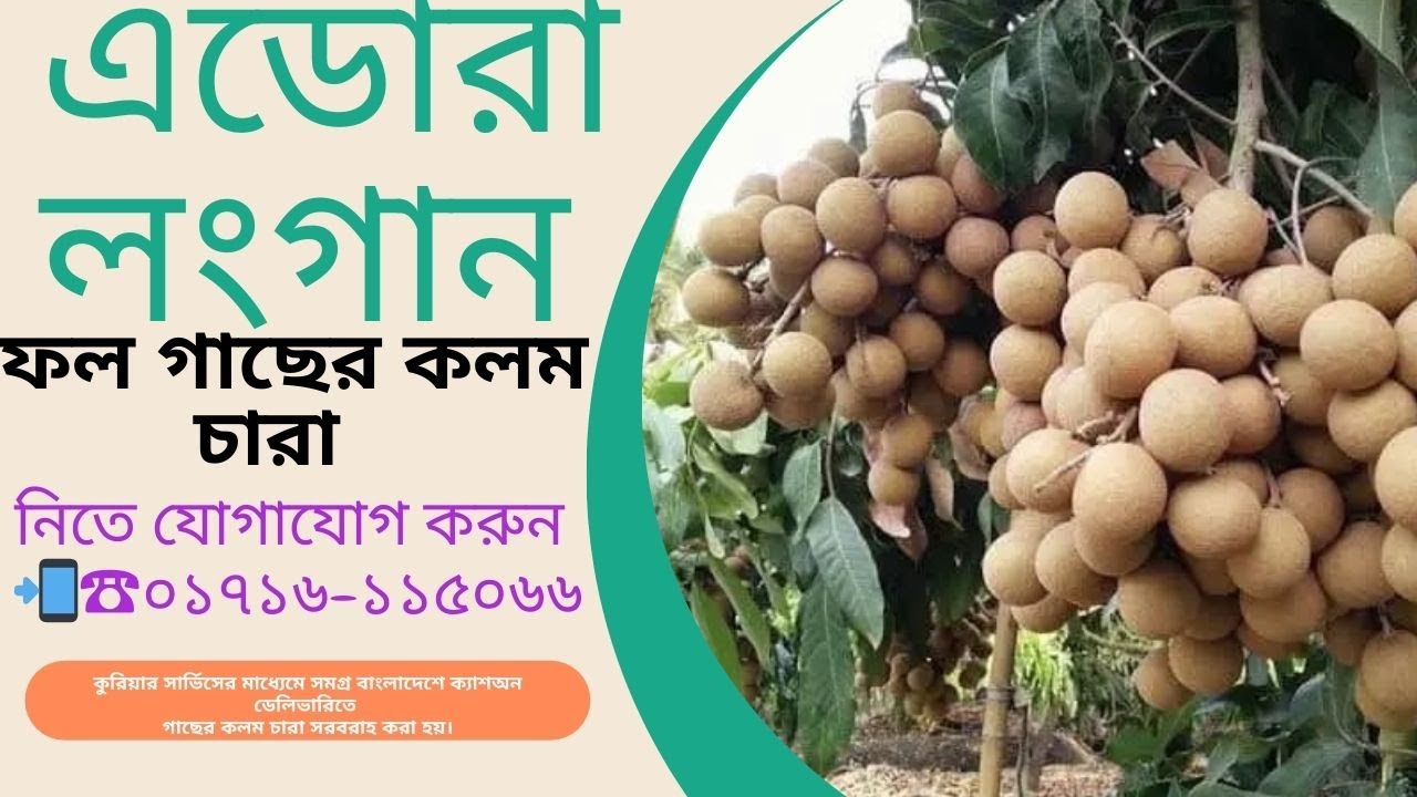 এডোরা লংগান ফল গাছের কলম চারা || Adora Longan Fruit Tree