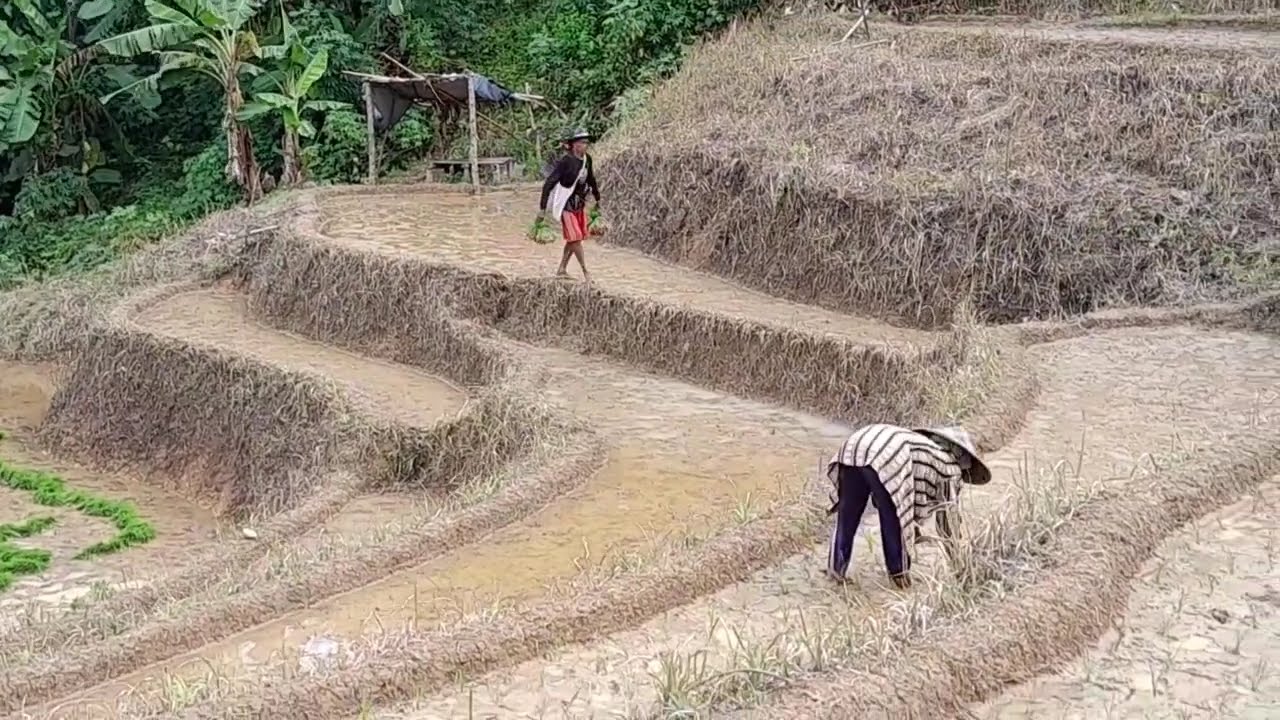 AKTIFITAS PETANI DI PEDESAAN, MEREKA BERCOCOK TANAM DENGAN PETAK SAWAH KECIL BENTUK TERASERING