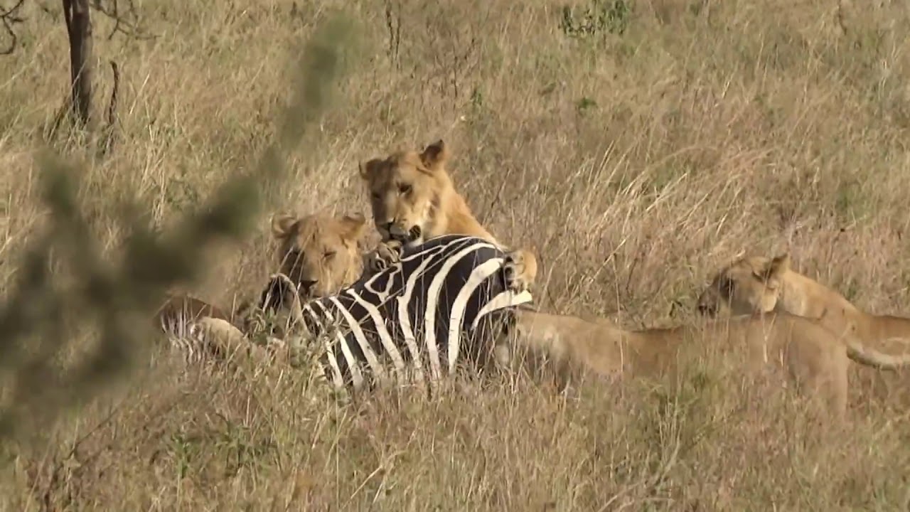 INTENSE  Pride of lions Hunting Zebra