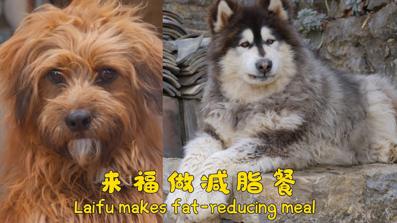来福给大王做了一顿美味减脂餐，两个小家伙终于和好了